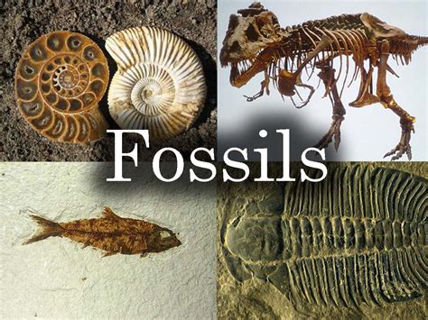 fossil significado